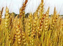 Мукомолы Казахстана будут закупать пшеницу по фиксированной цене