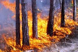 В Костанайской области горят леса