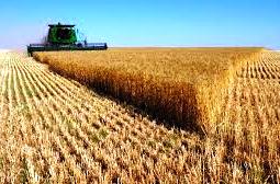 Производство пшеницы в Казахстане снизится на 47%