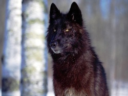 Cнежная зима может спровоцировать волков к нападению